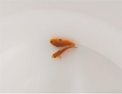 Amphiprion ocellaris (Naked) (Pair) - T.B.