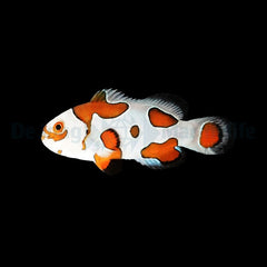 Amphiprion ocellaris (Orange Storm) - DJM Bred