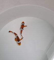 Amphiprion ocellaris (pair)