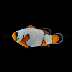Amphiprion ocellaris (Premium Snowflake) - DJM Bred