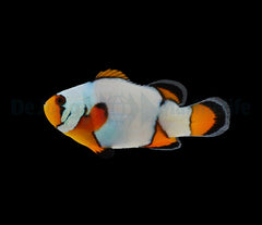 Amphiprion ocellaris (Premium Snowflake) - DJM Bred
