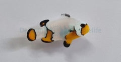 Amphiprion ocellaris (Premium Snowflake) - DJM Bred