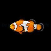 Amphiprion ocellaris (Snowflake) - DJM Bred