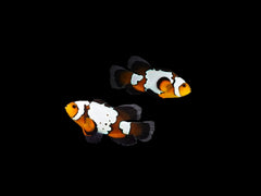 Amphiprion tricinctus (Pair) - 79E