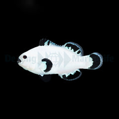 Amphiprion ocellaris (Snow Storm) - DJM Bred