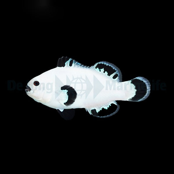 Amphiprion ocellaris (Snow Storm) - DJM Bred