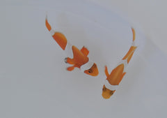 Amphiprion ocellaris (Tangerine) (Pair) - T.B.