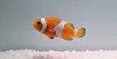 Amphiprion ocellaris (Tangerine) - T.B.