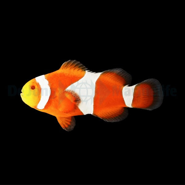 Amphiprion ocellaris (Tangerine) - DJM Bred