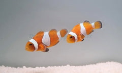 Amphiprion ocellaris (Tangerine) (Pair) - T.B.
