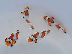 Amphiprion ocellaris (Widebar) - T.B.