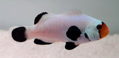 Amphiprion ocellaris (Wyoming White) - DJM Bred