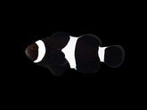 Amphiprion ocellaris (Darwin) (Full Black) - DJM Bred