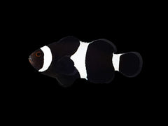 Amphiprion ocellaris (Darwin) (Full Black) - DJM Bred
