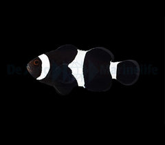 Amphiprion ocellaris (Darwin) - DJM Bred