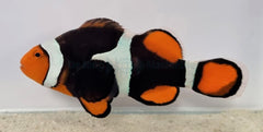 Amphiprion percula (Black) PNG