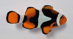 Amphiprion percula (Black) PNG
