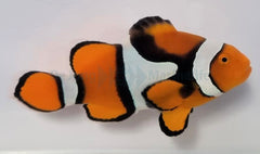 Amphiprion percula (Black) PNG