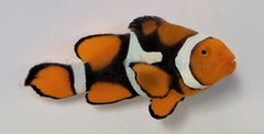 Amphiprion percula (Black) PNG