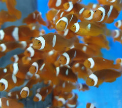 Amphiprion percula - DJM Bred