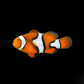 Amphiprion percula