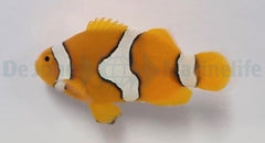 Amphiprion percula - T.B.