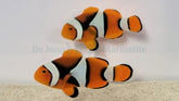 Amphiprion percula (Black) (pair)