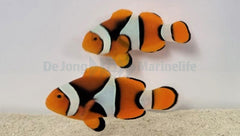 Amphiprion percula (Black) (pair)