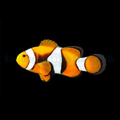 Amphiprion percula (Black)