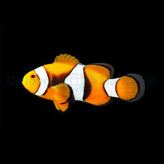 Amphiprion percula (Black) - T.B.