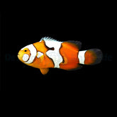 Amphiprion percula (Picasso) - DJM Bred