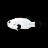 Amphiprion percula (Platinum) - DJM Bred