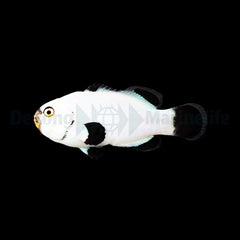 Amphiprion percula (Platinum) - DJM Bred