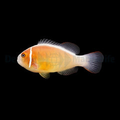 Amphiprion perideraion