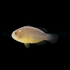 Amphiprion perideraion (Domino) - DJM Bred