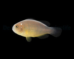 Amphiprion perideraion (Domino) - DJM Bred