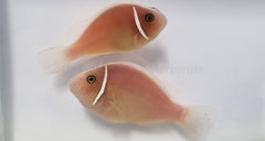 Amphiprion perideraion (pair)