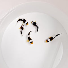 Amphiprion polymnus - T.B.