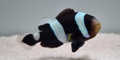 Amphiprion polymnus