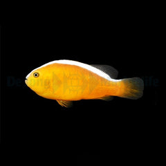 Amphiprion sandaracinos - DJM Bred