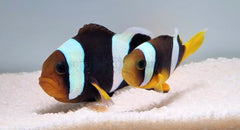 Amphiprion sebae (Black) (pair)