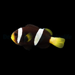 Amphiprion sebae (Black)