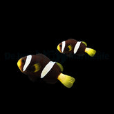 Amphiprion sebae (Black) (pair)