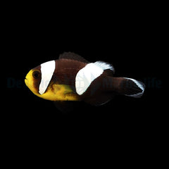 Amphiprion sebae