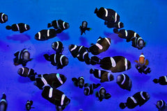 Amphiprion polymnus (Black) - T.B.
