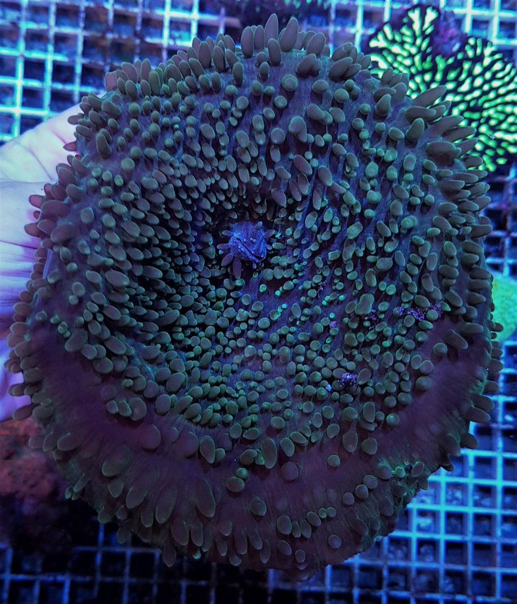 Amplexidiscus fenestrafer (Common)