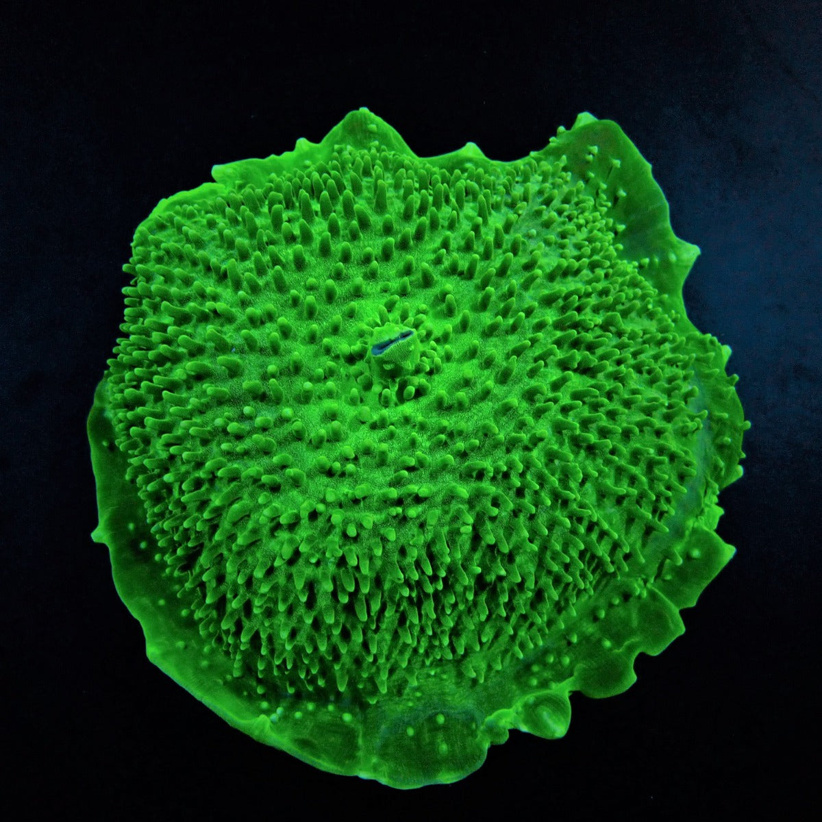 Amplexidiscus fenestrafer (Green)