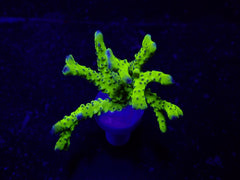 Anacropora spp. (Green Goblin) (frag)