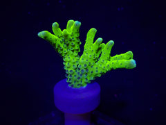 Anacropora spp. (Green Goblin) (frag)
