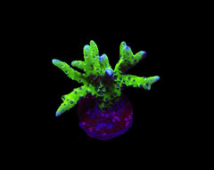 Anacropora spp. (Green Goblin) (frag)